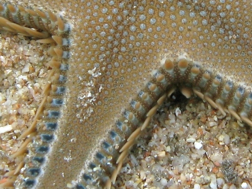 Astropecten platyacanthus (Philippi, 1837)